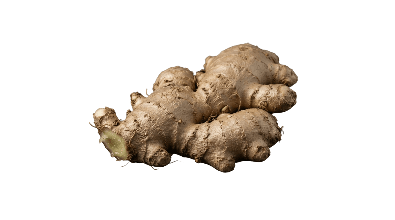 Ginger rhizome