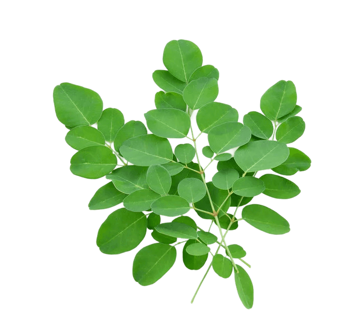 Moringa leaves