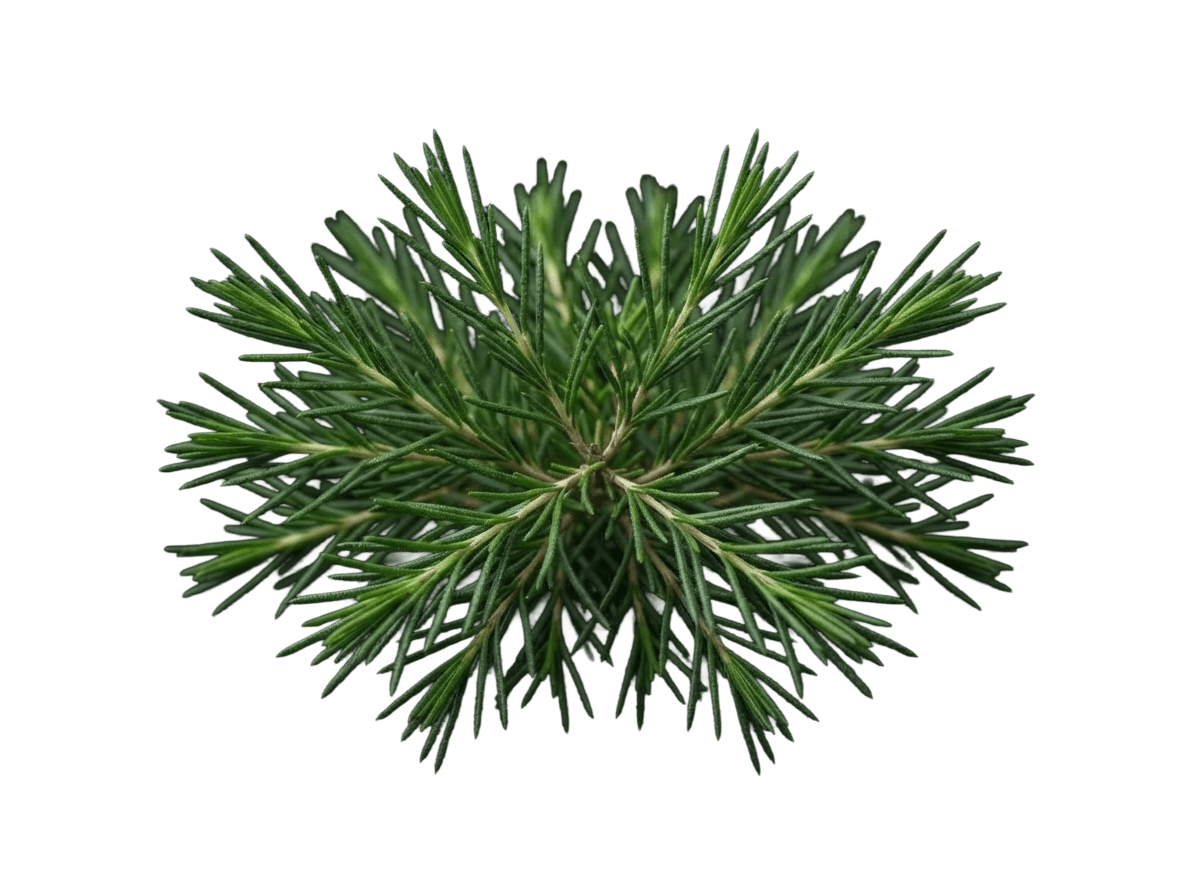 Rooibos leaves and stems