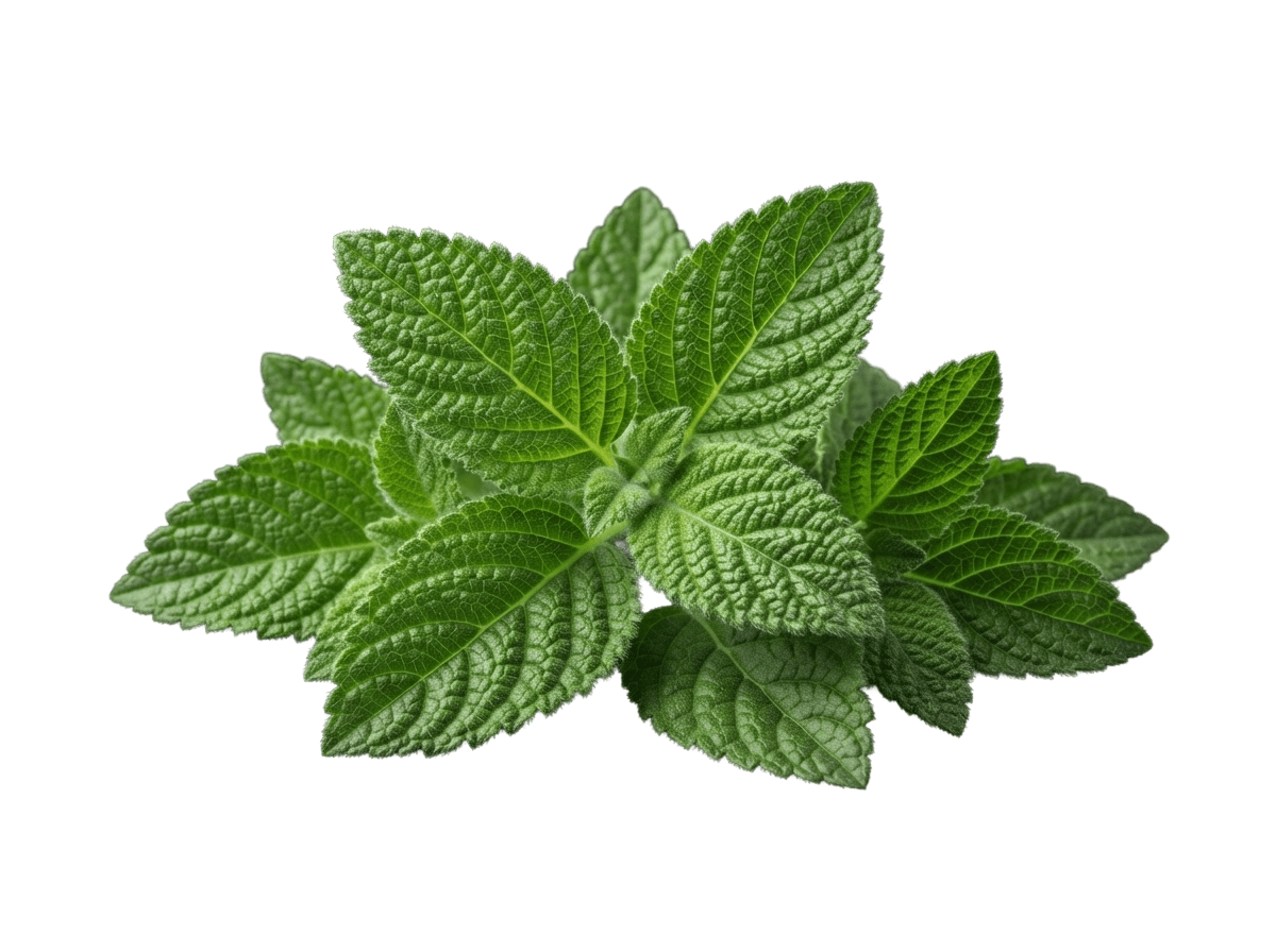 Zumbani leaves