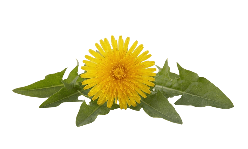 Dandelion flower