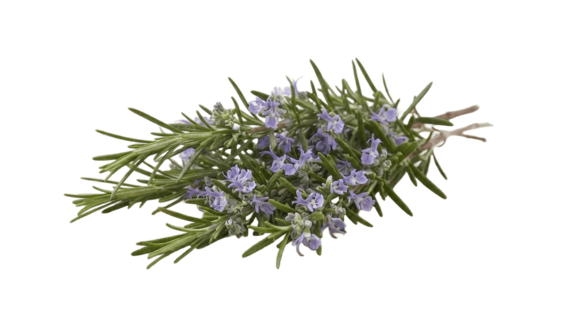 Rosemary sprig